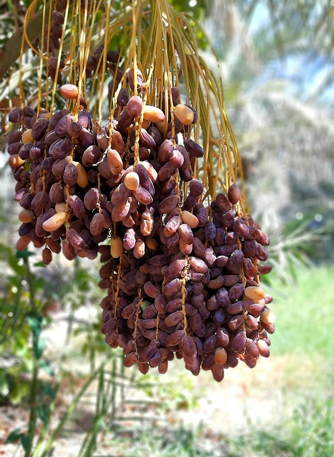 a bunch of fruit hanging from a tree