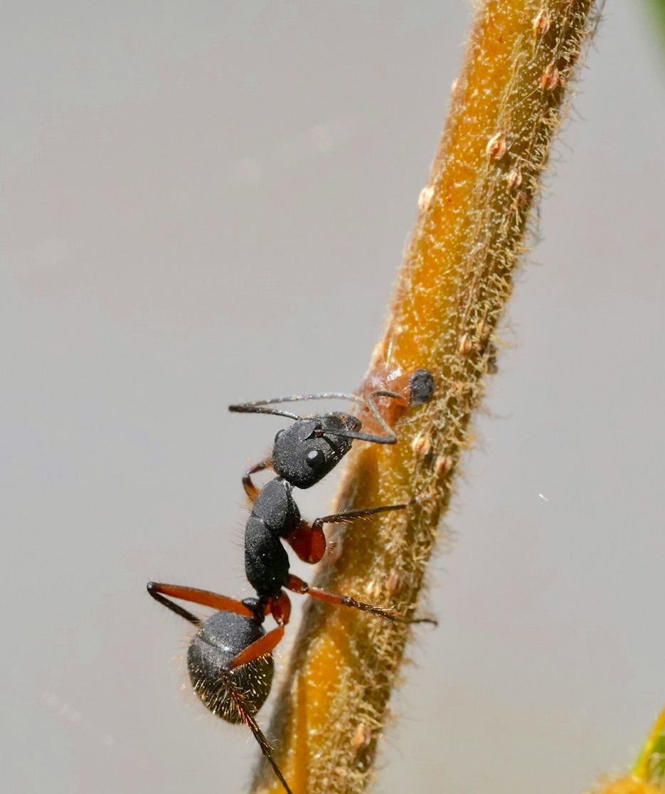 black ant on white surface