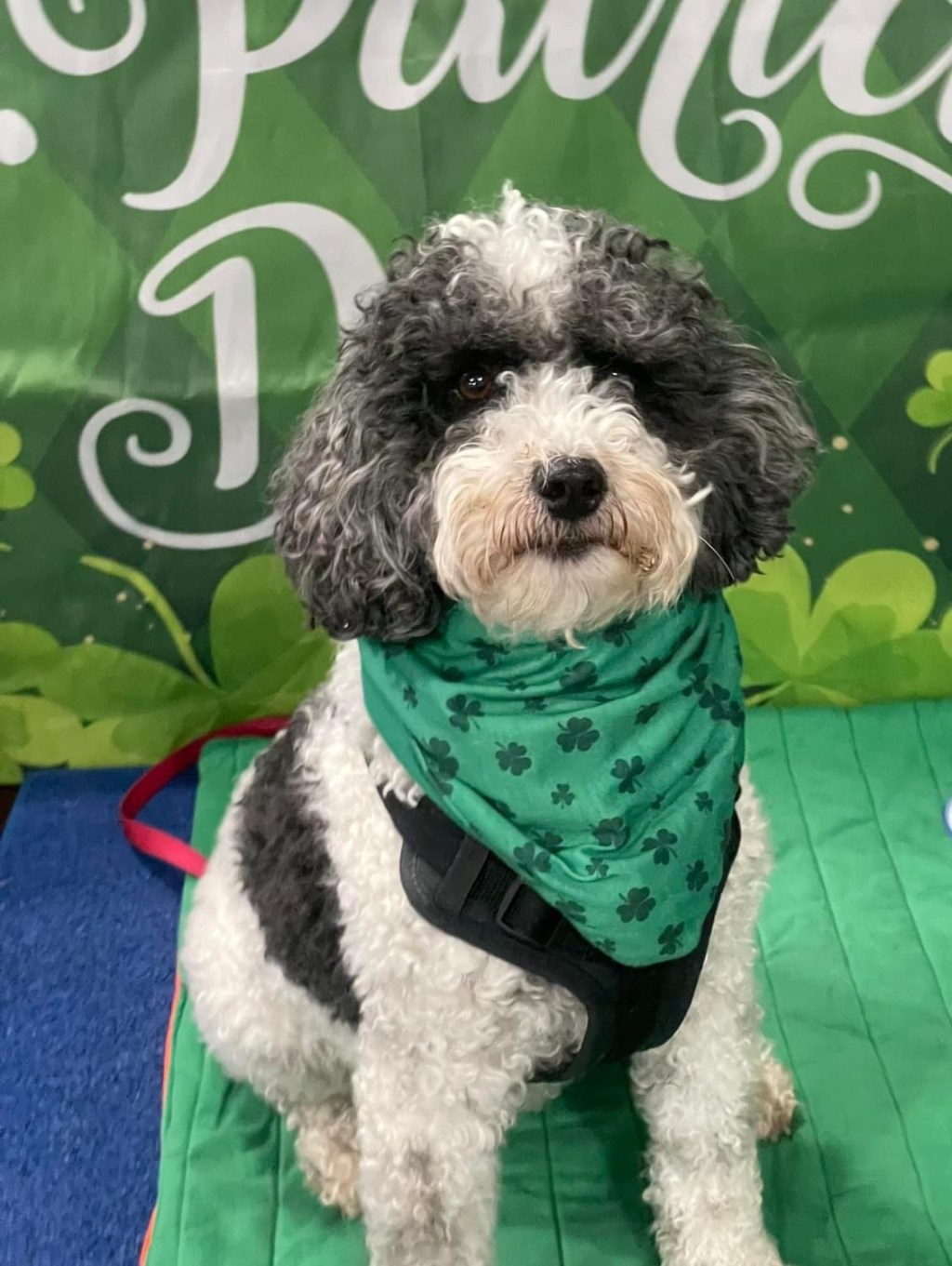 The Dog Days of&nbsp;Spring?